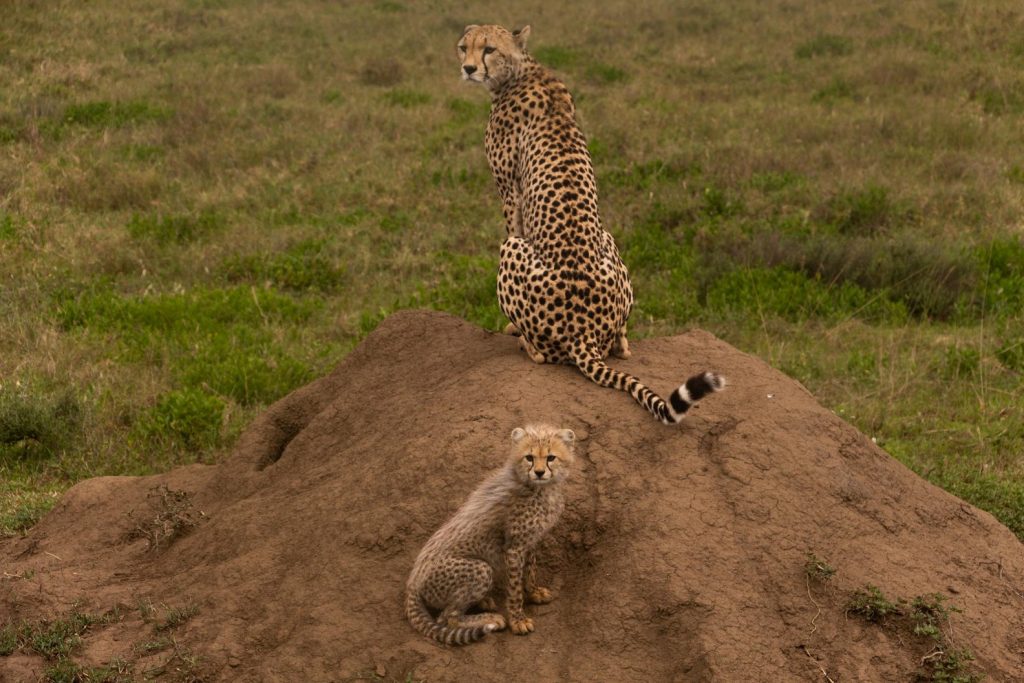 Leopard and a cub