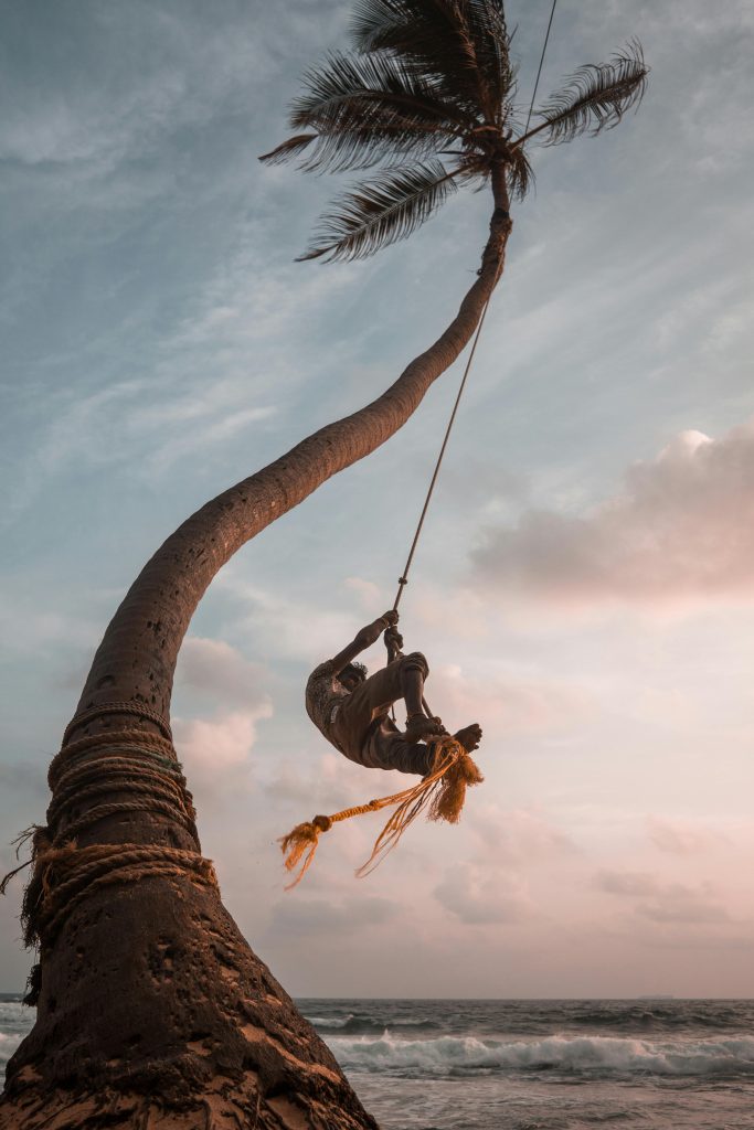 Experience a thrilling swing on a Sri Lankan palm tree by the ocean during sunset.